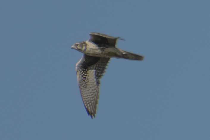 Prairie Falcon - ML642856462