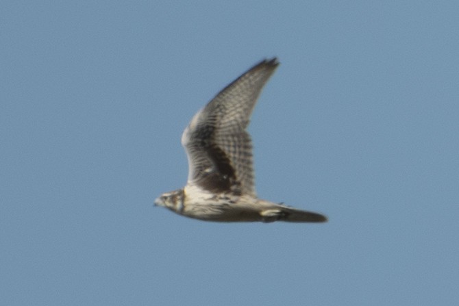 Prairie Falcon - ML642856463