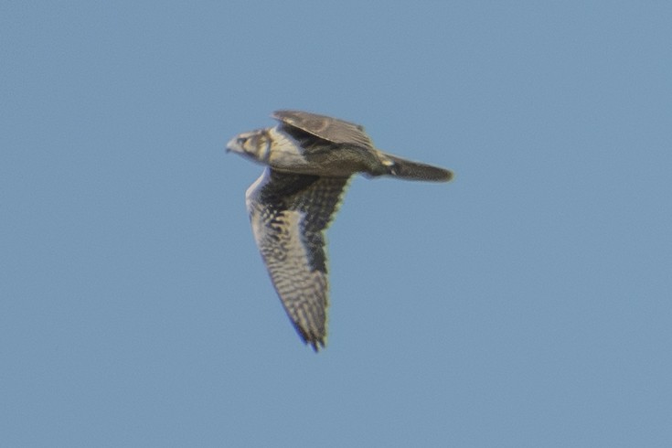 Prairie Falcon - ML642856464