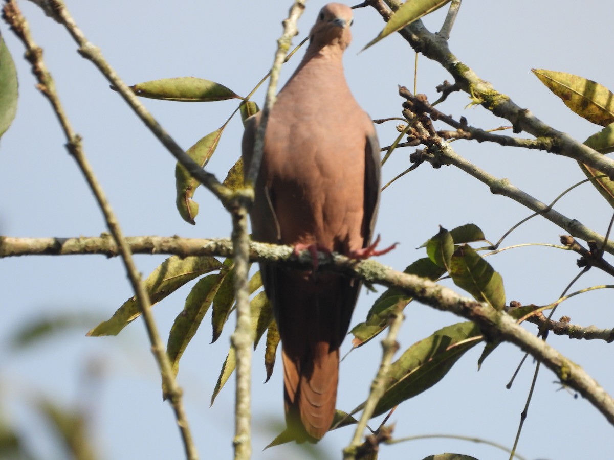 Eared Dove - ML642856466