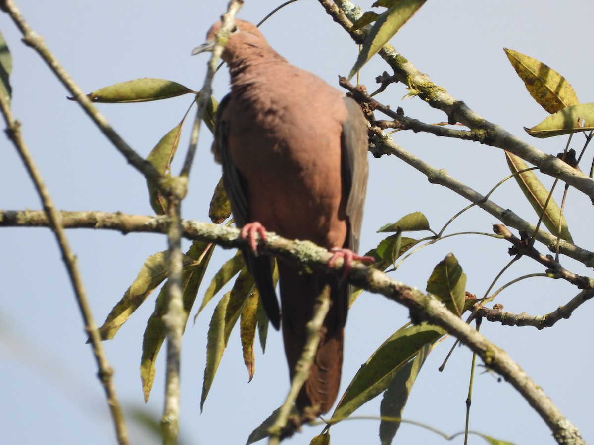 Eared Dove - ML642856467