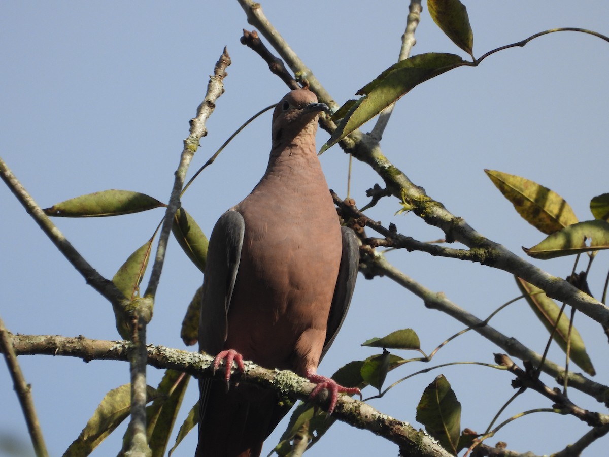 Eared Dove - ML642856468