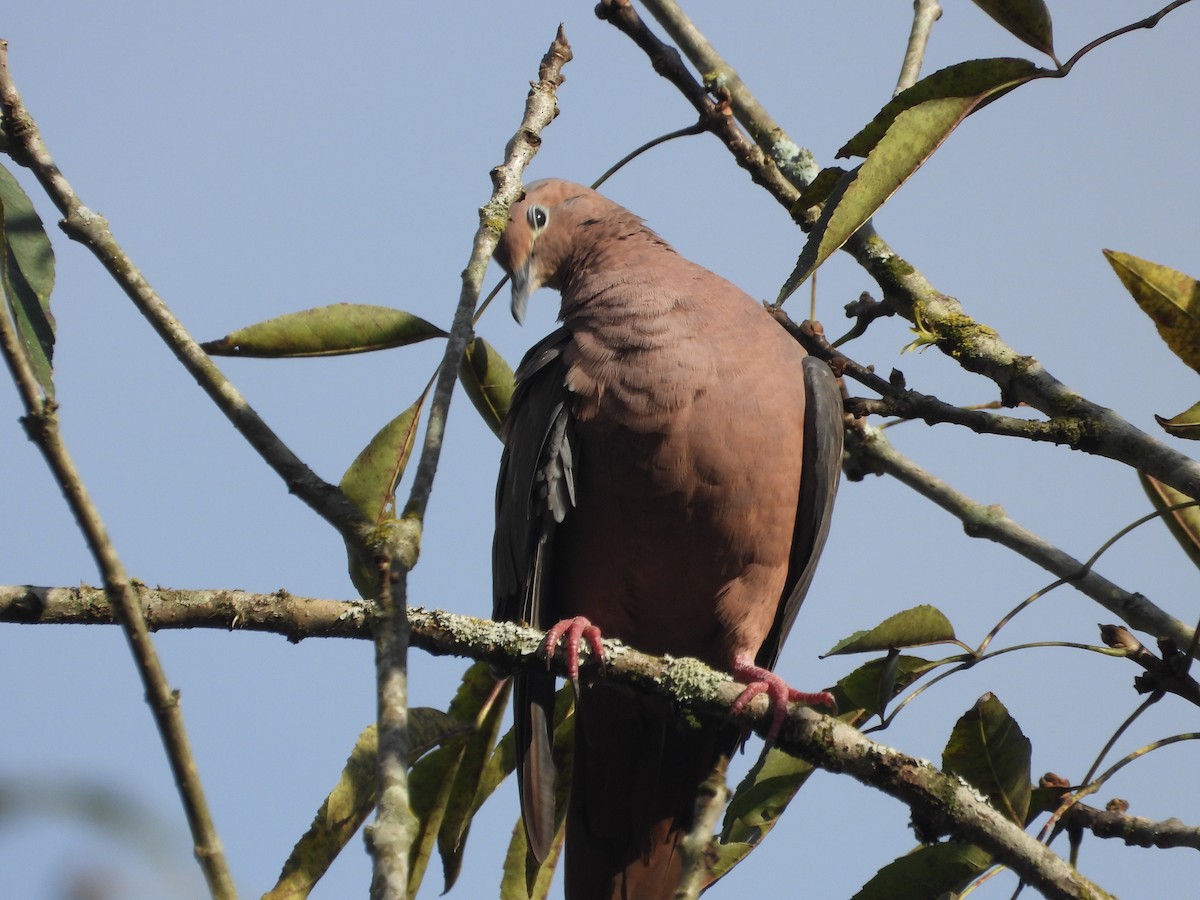Eared Dove - ML642856469