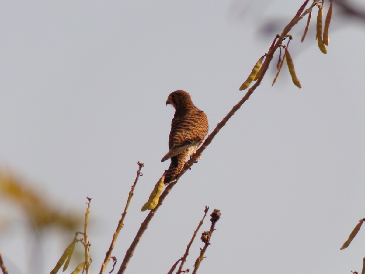 チョウゲンボウ（rufescens） - ML642856472