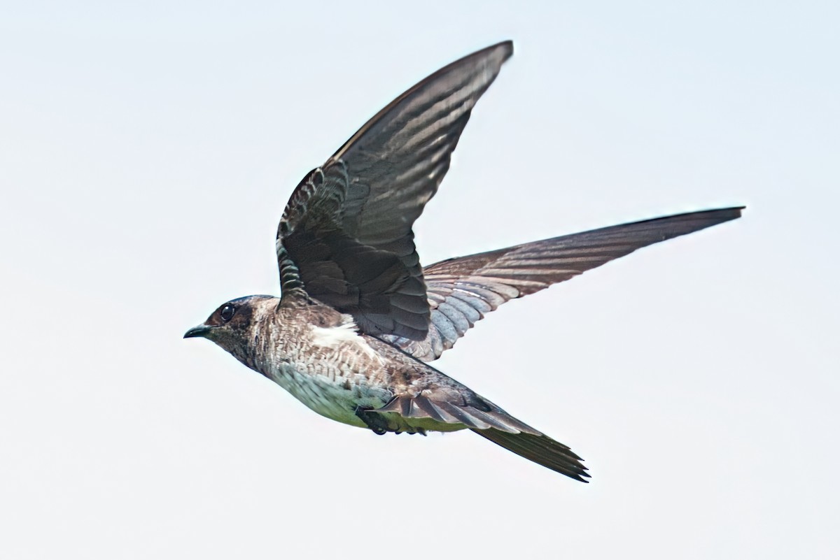 Purple Martin - ML642856480
