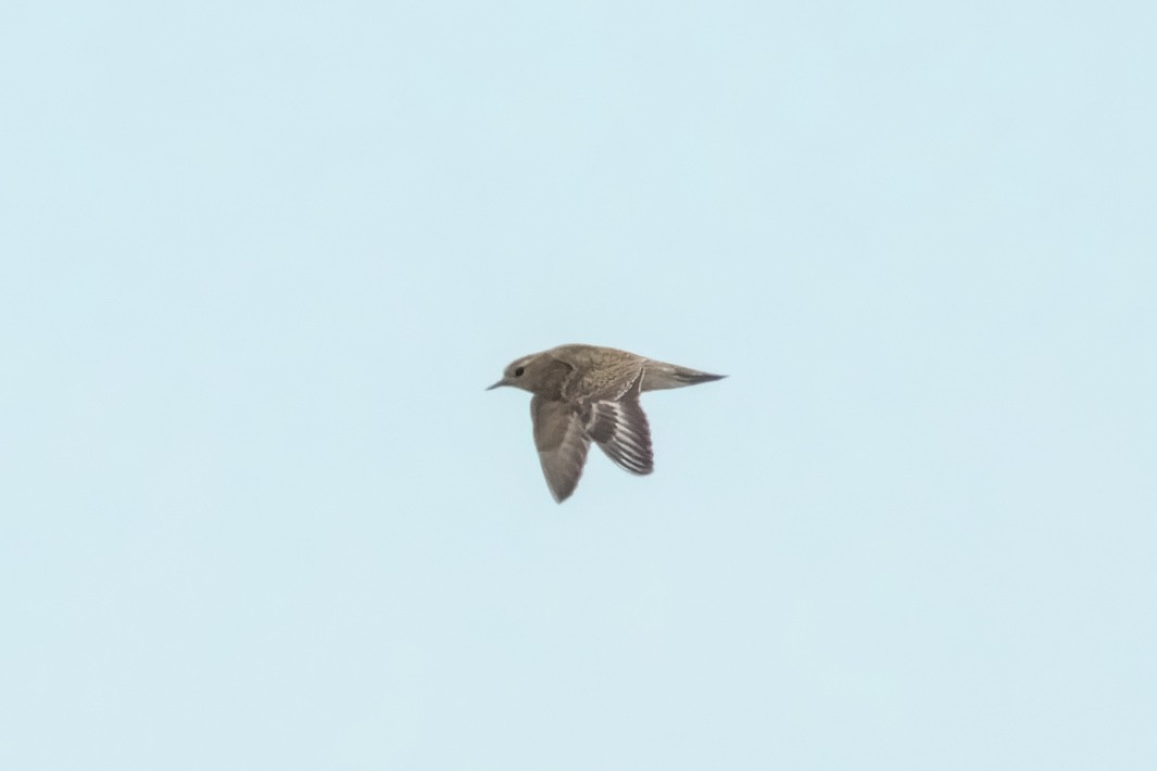 European Golden-Plover - ML642856481