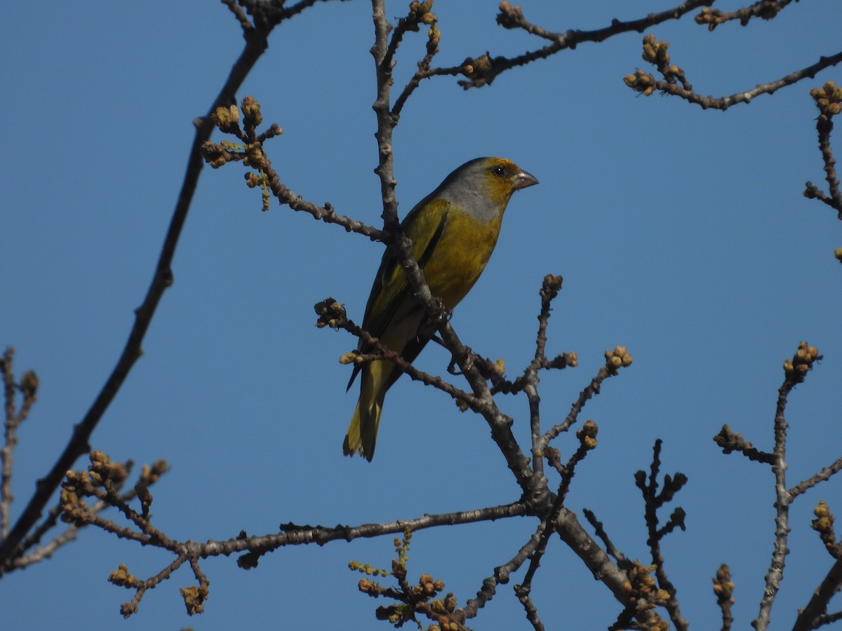 Cape Canary - ML642856500
