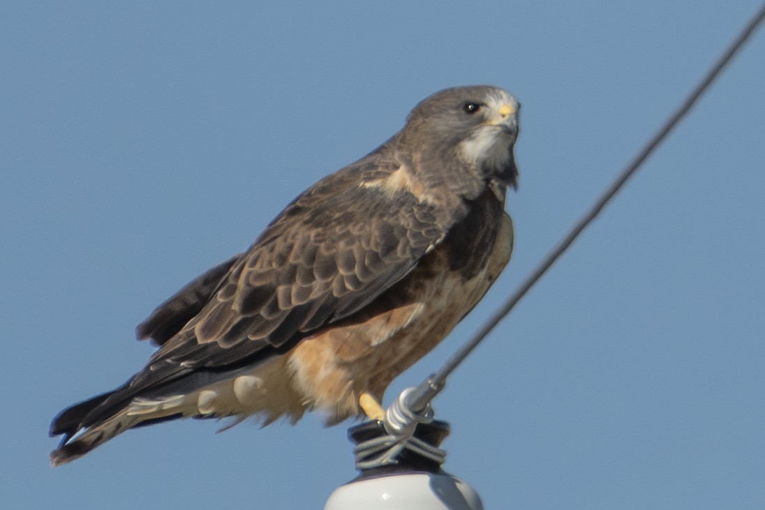 Swainson's Hawk - ML642856501