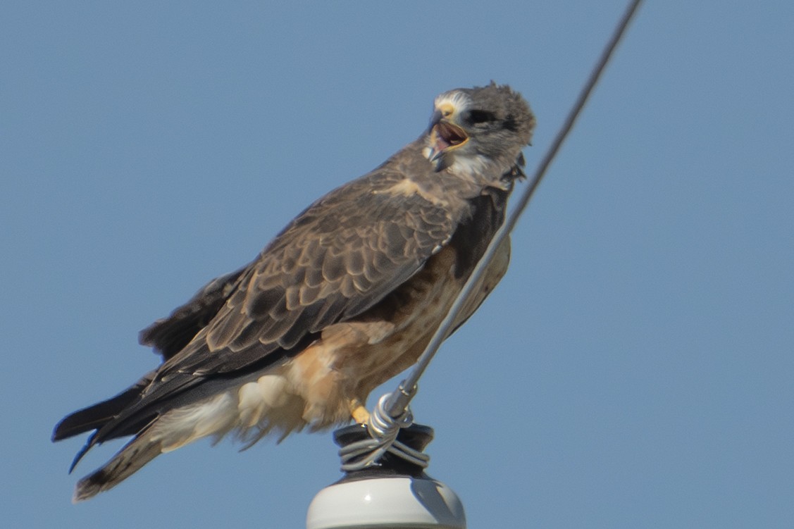Swainson's Hawk - ML642856502