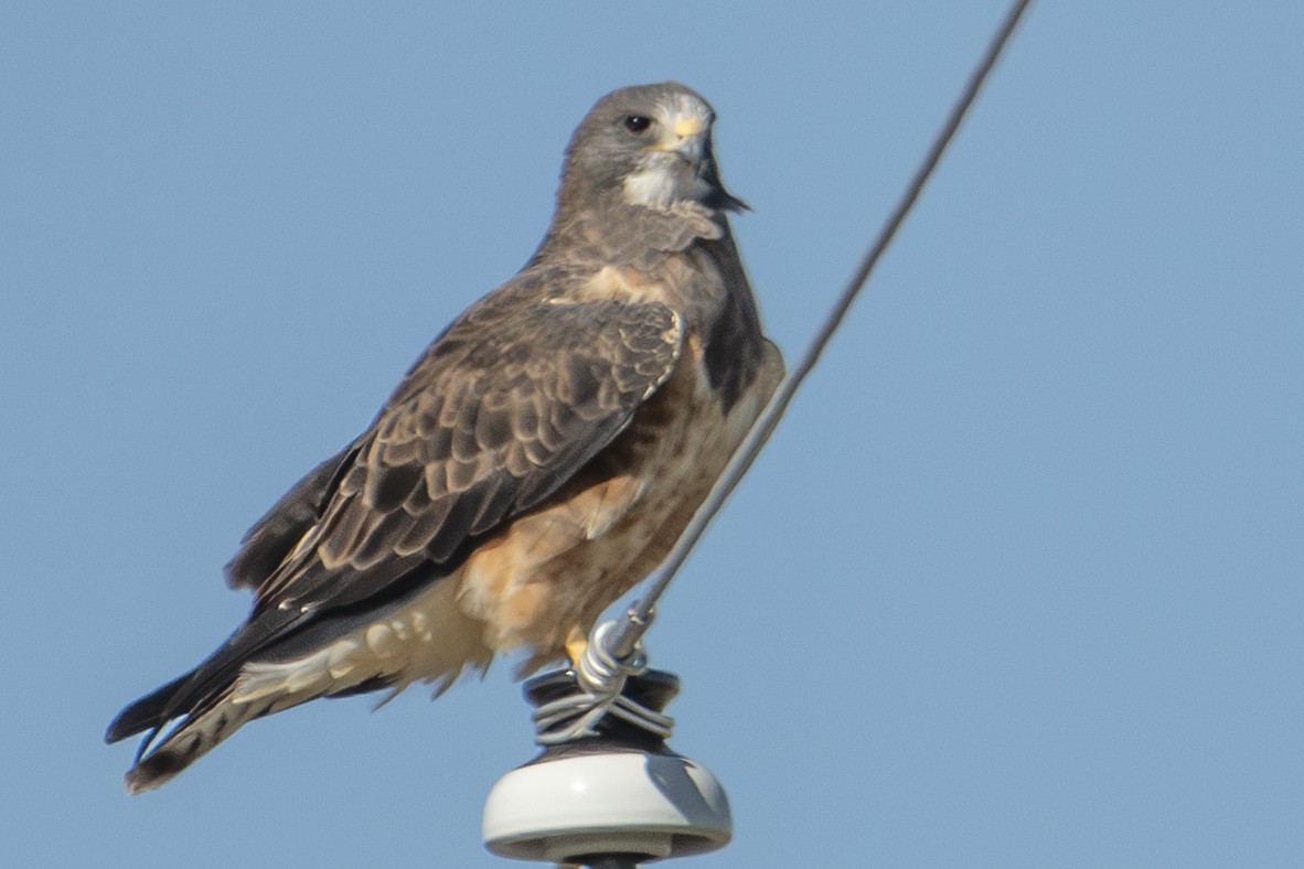 Swainson's Hawk - ML642856504