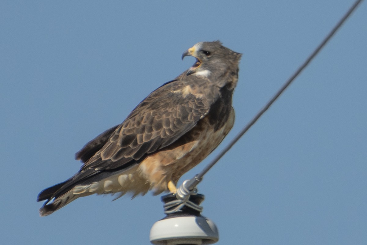 Swainson's Hawk - ML642856505