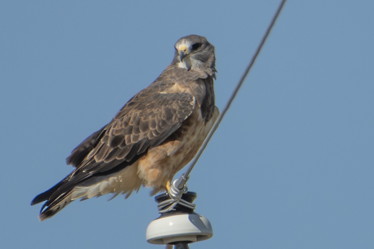 Swainson's Hawk - ML642856506