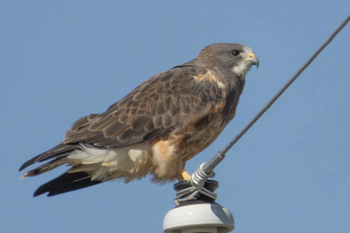 Swainson's Hawk - ML642856507