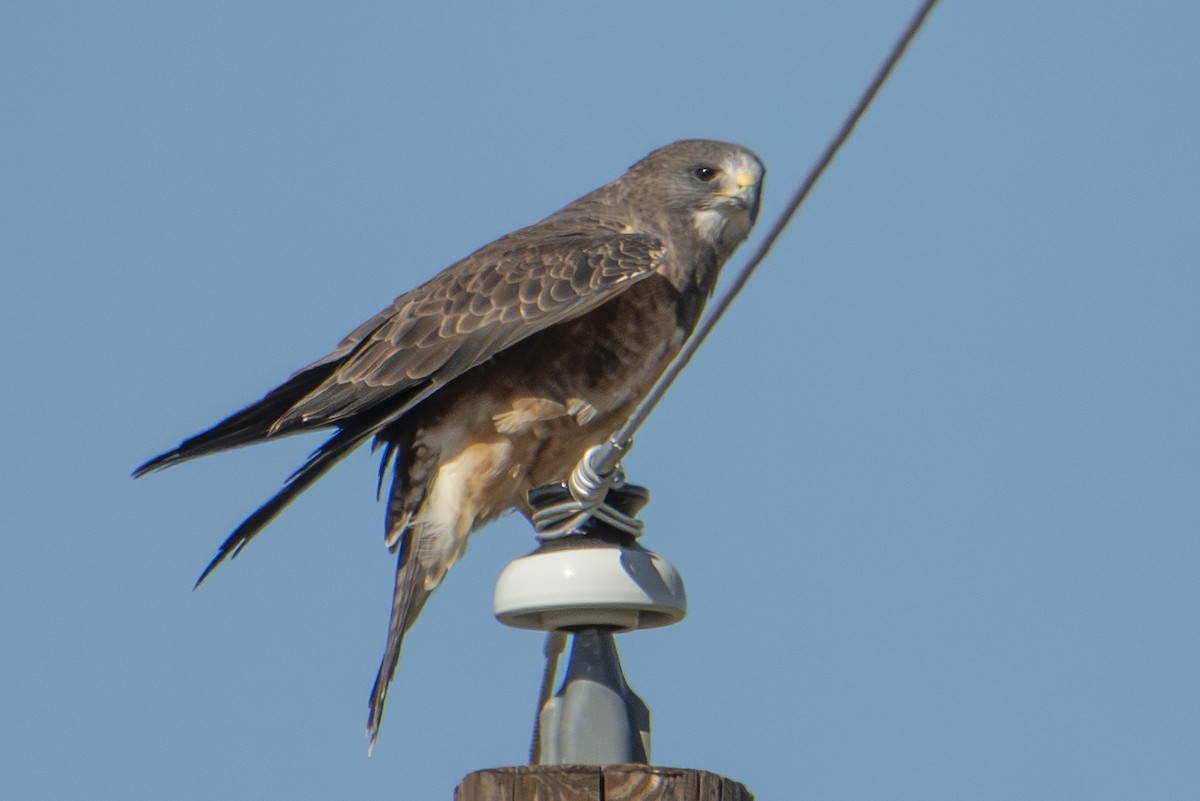 Swainson's Hawk - ML642856509