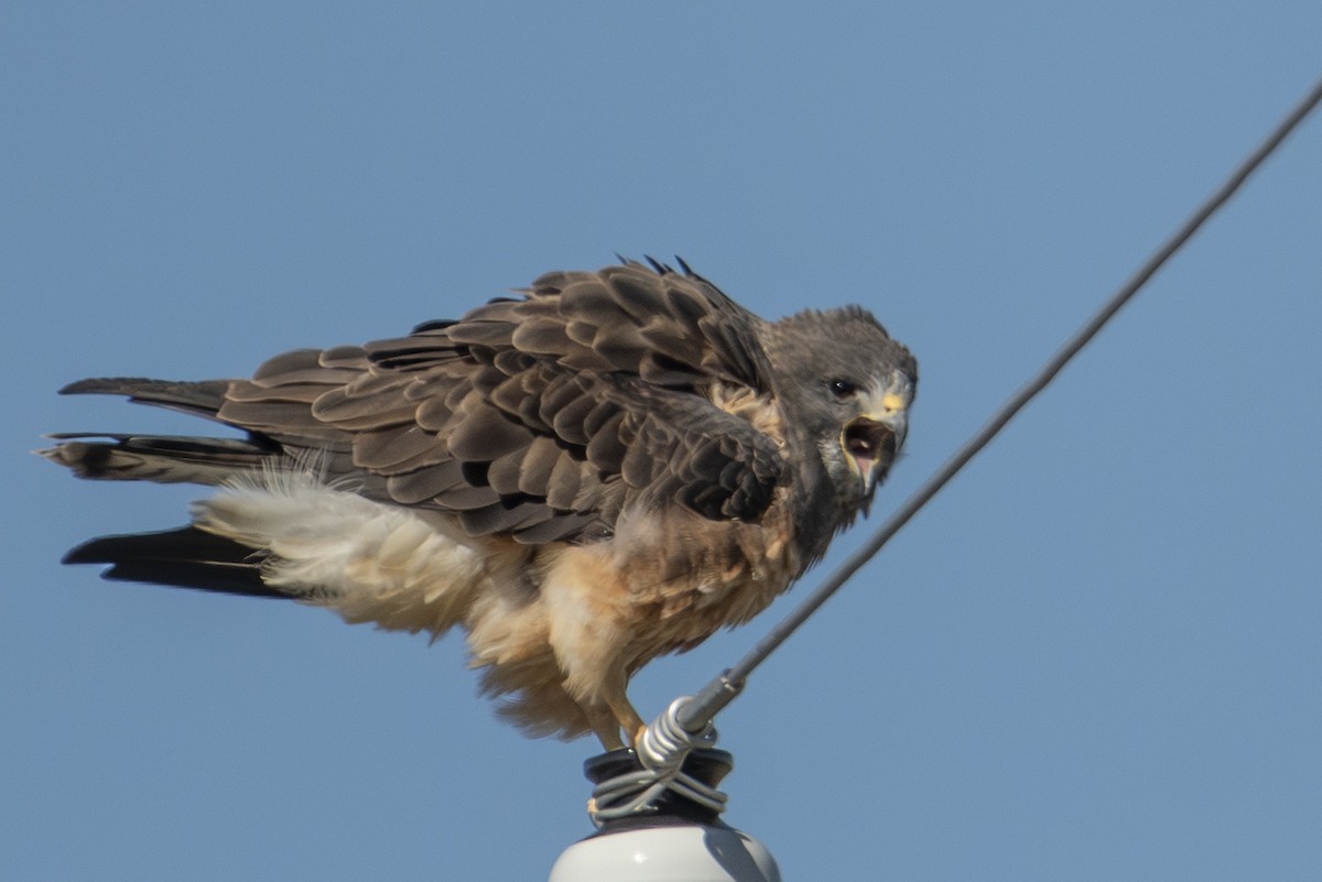 Swainson's Hawk - ML642856510