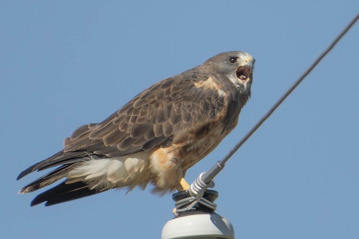 Swainson's Hawk - ML642856511