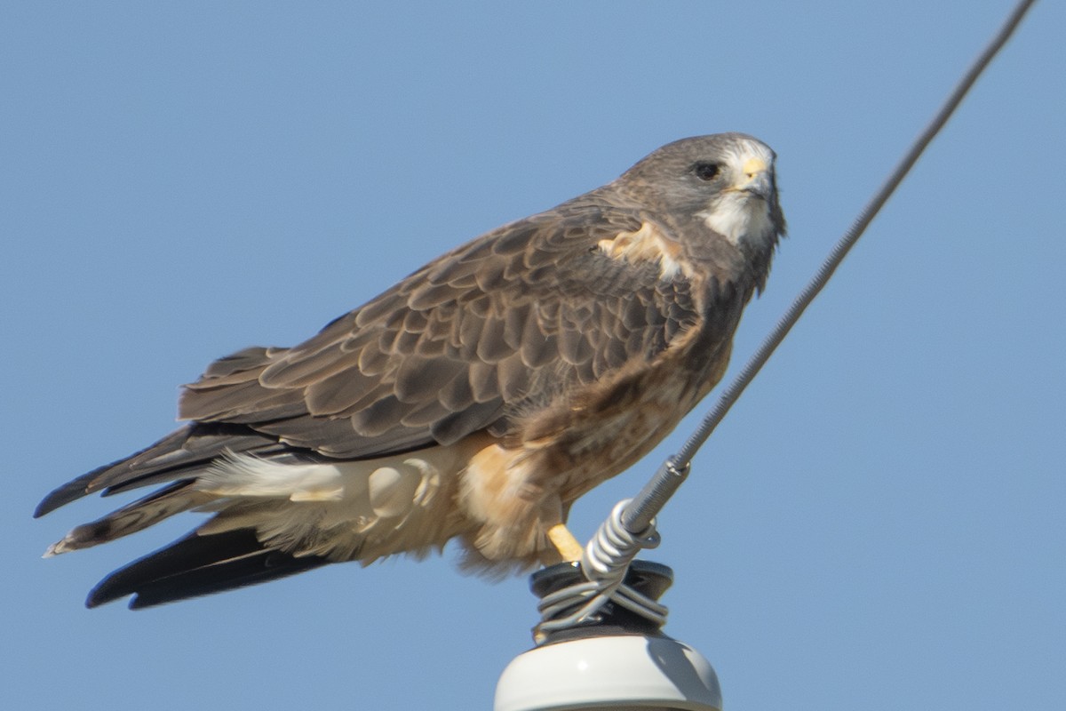 Swainson's Hawk - ML642856512