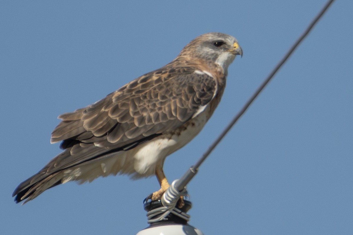 Swainson's Hawk - ML642856513