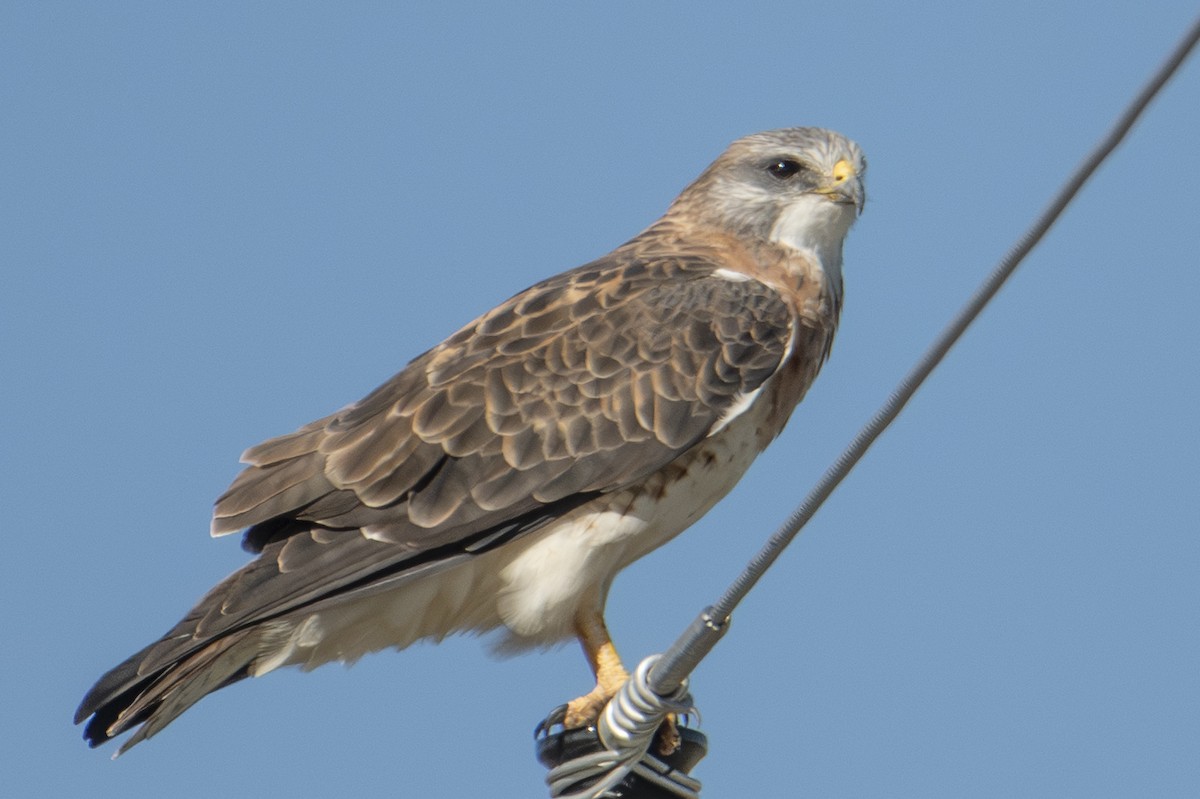 Swainson's Hawk - ML642856514