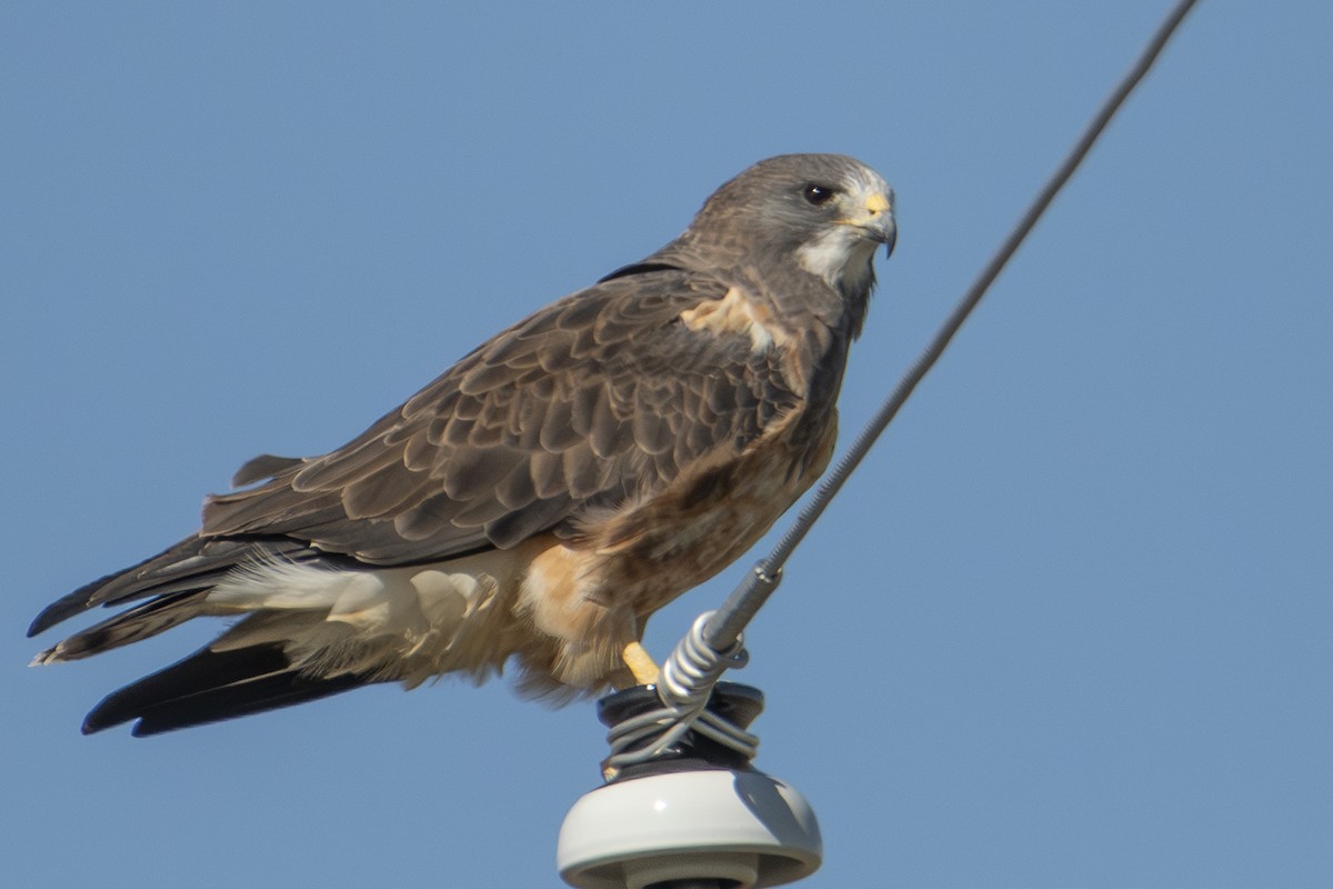 Swainson's Hawk - ML642856515