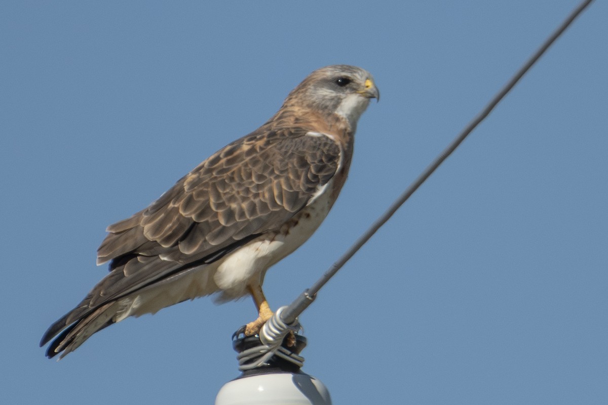 Swainson's Hawk - ML642856516