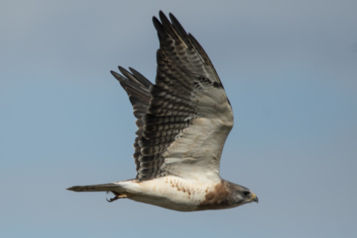 Swainson's Hawk - ML642856517