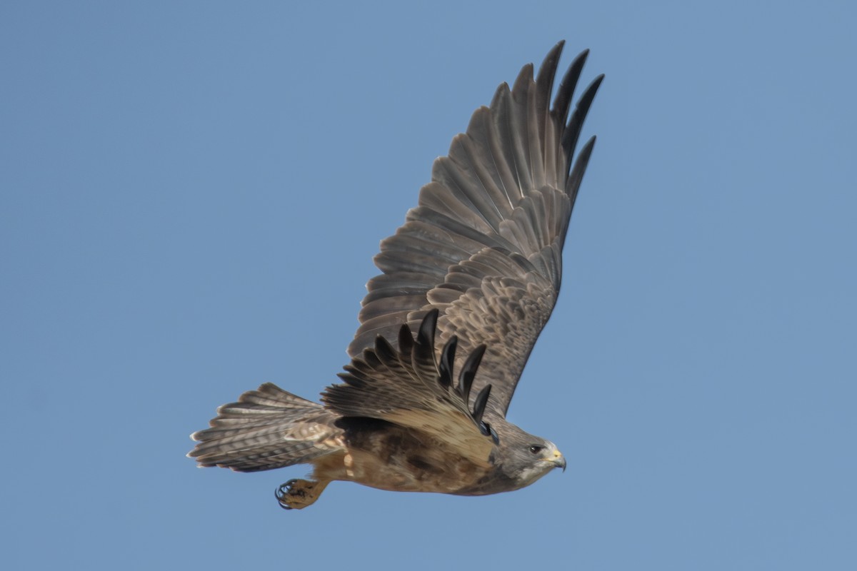 Swainson's Hawk - ML642856518