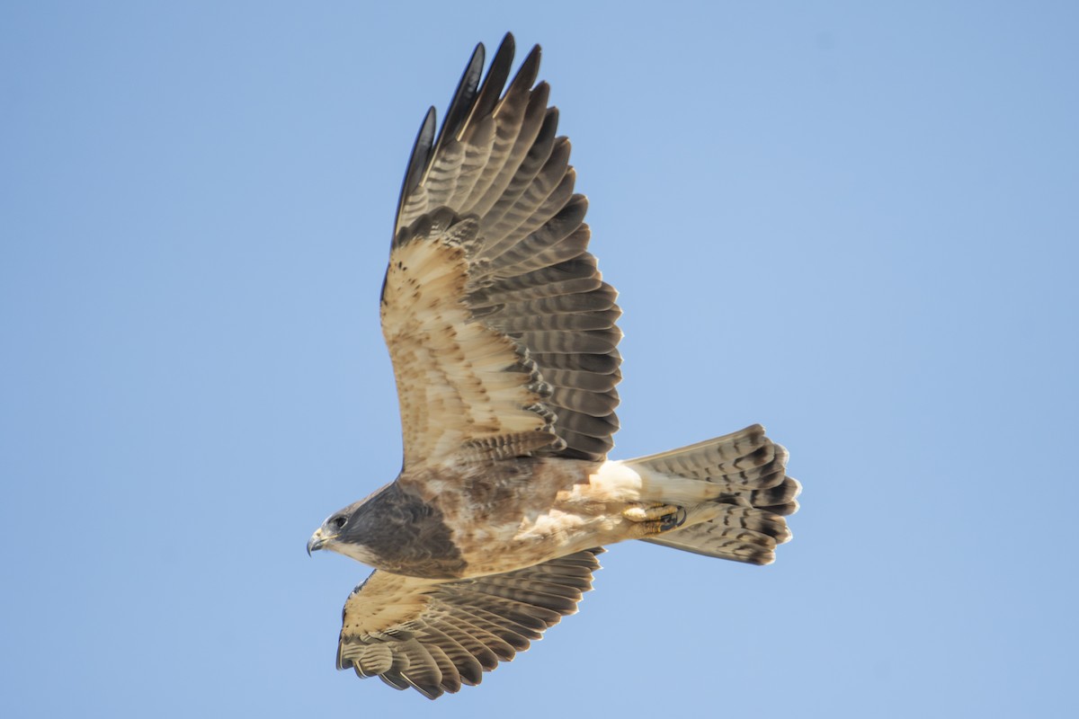 Swainson's Hawk - ML642856525