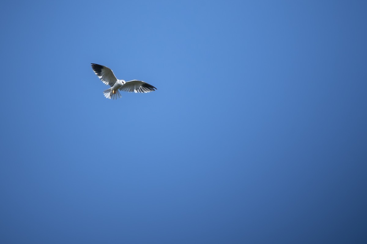 Black-winged Kite - ML642856528