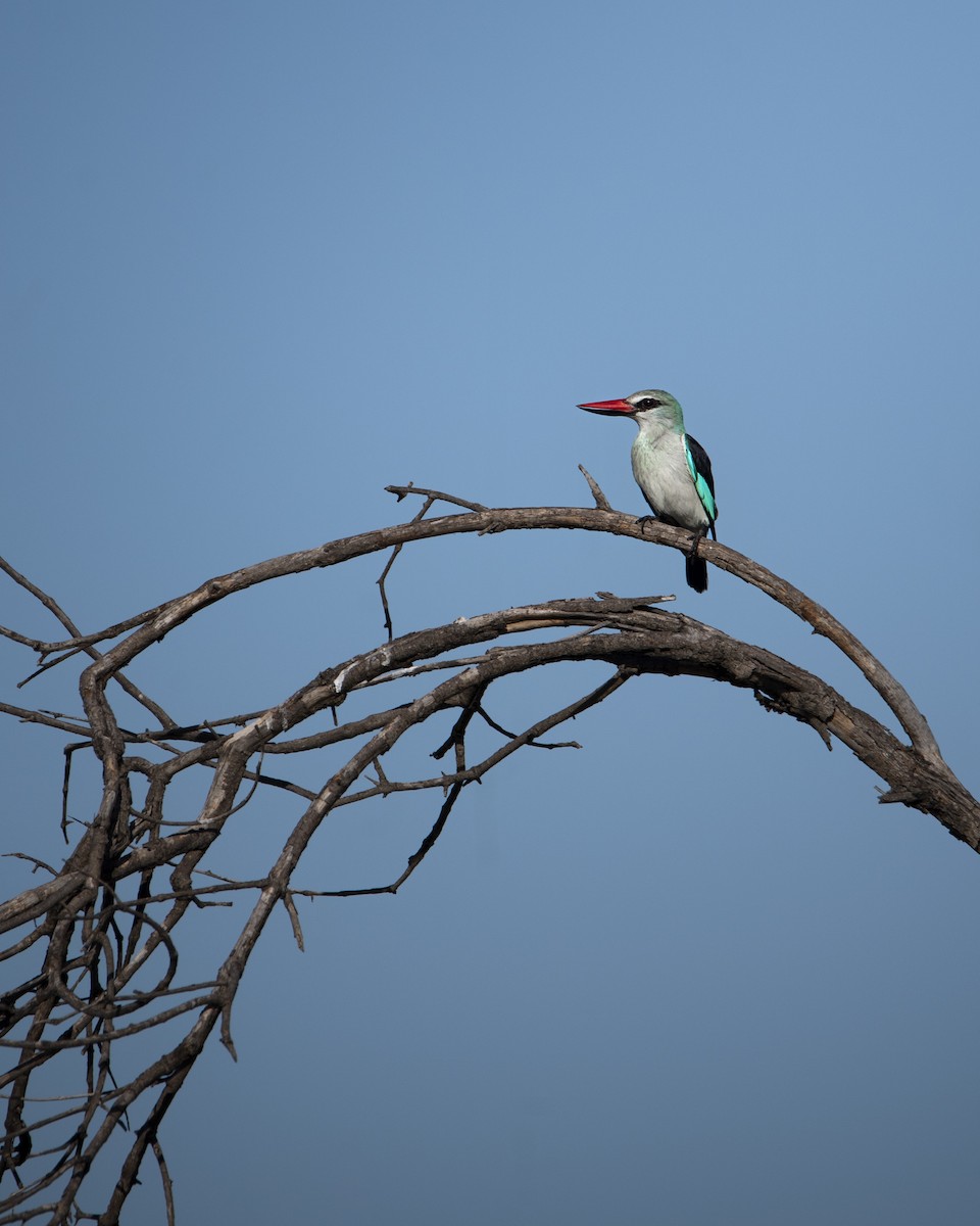 Woodland Kingfisher - ML642856548