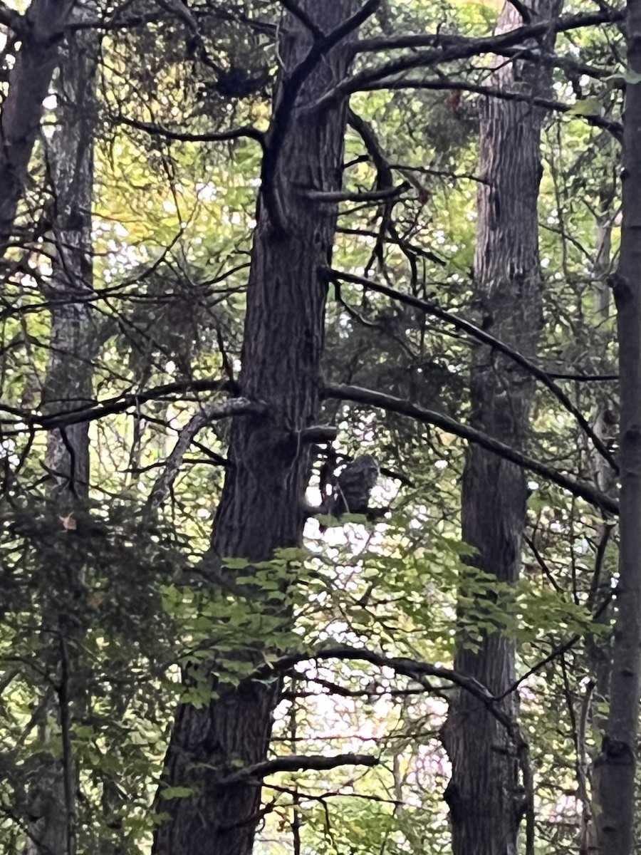 Barred Owl - ML642856561