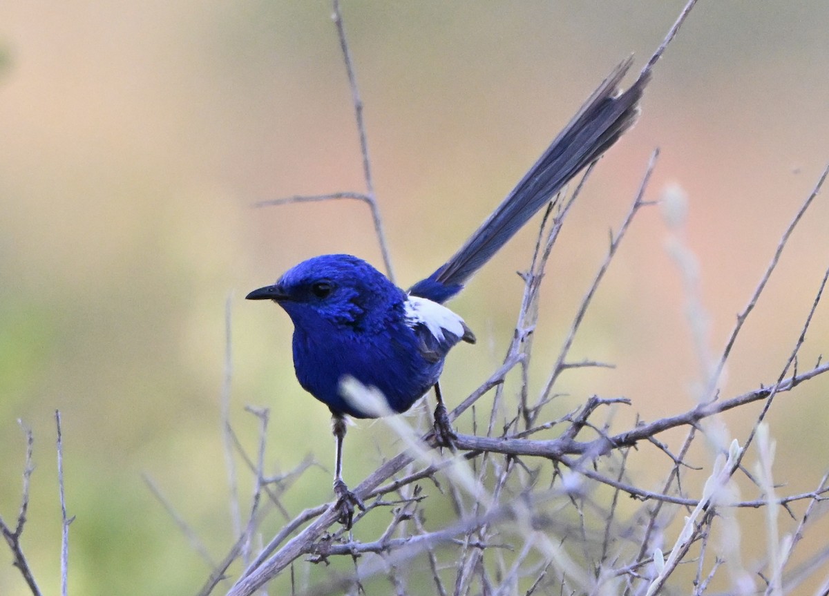 White-winged Fairywren - ML642856564