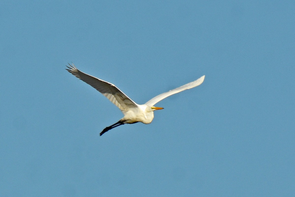 Great Egret - ML642856569