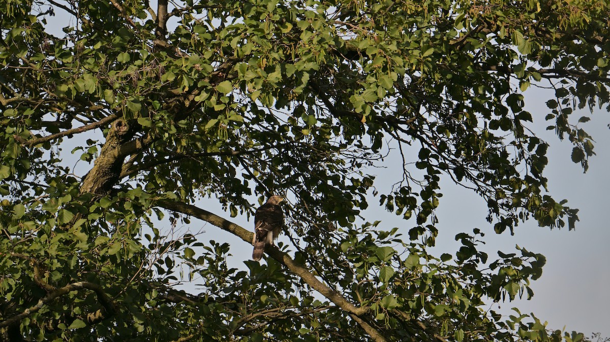 Aztore eurasiarra - ML642856570