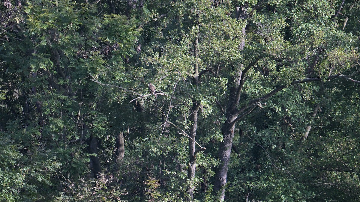 Aztore eurasiarra - ML642856575