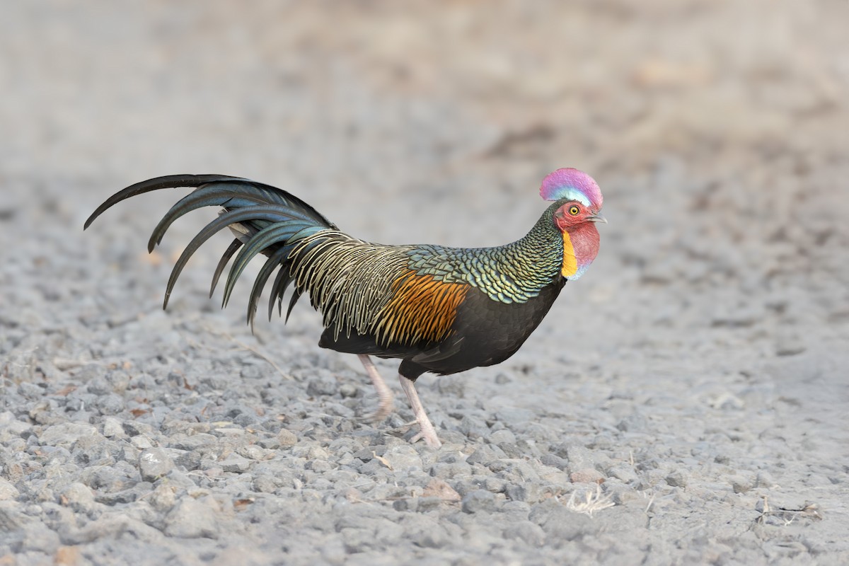 Green Junglefowl - ML642856577