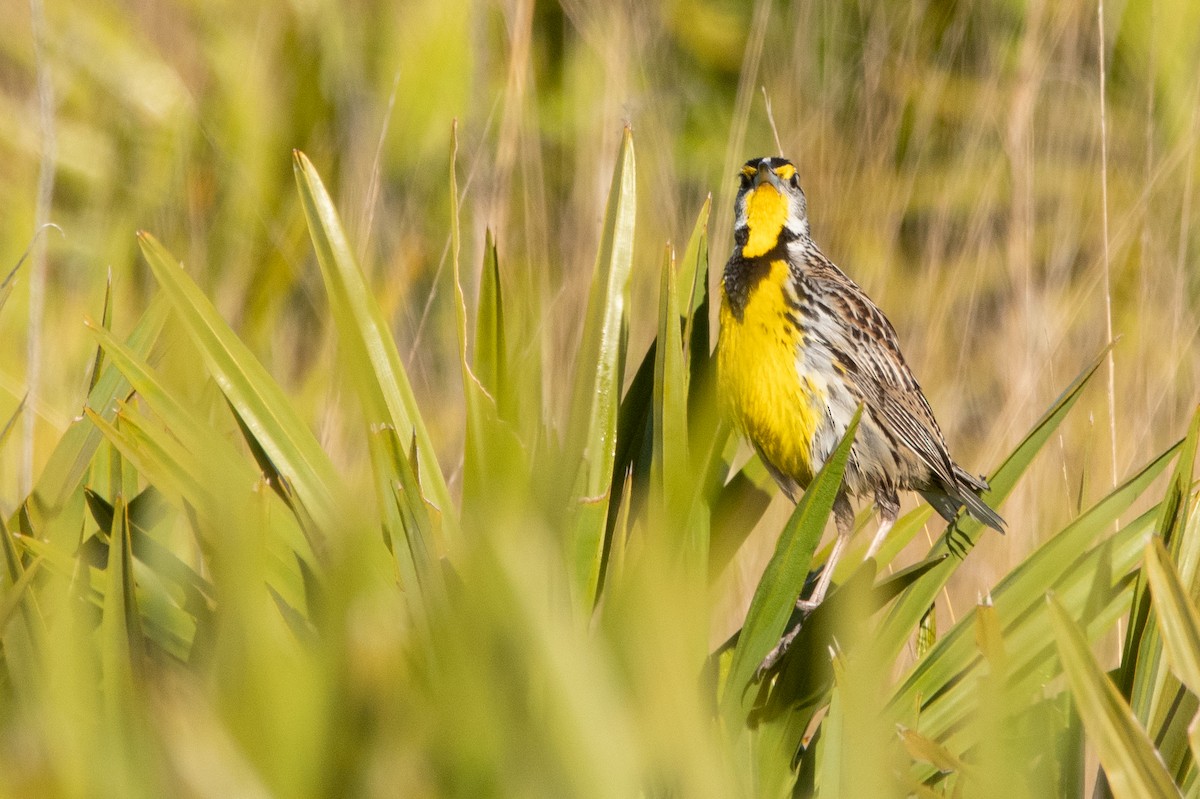 Eastern Meadowlark (Eastern) - ML642856585