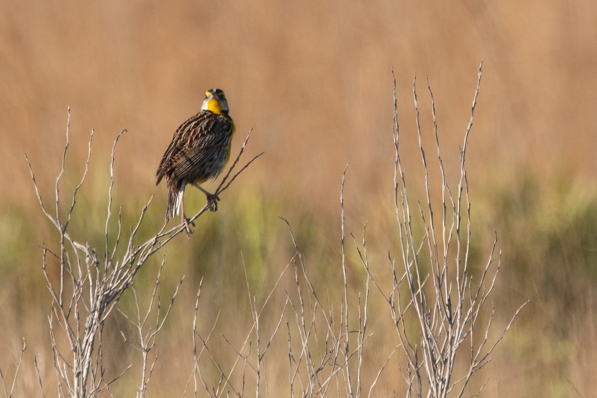 Eastern Meadowlark (Eastern) - ML642856586