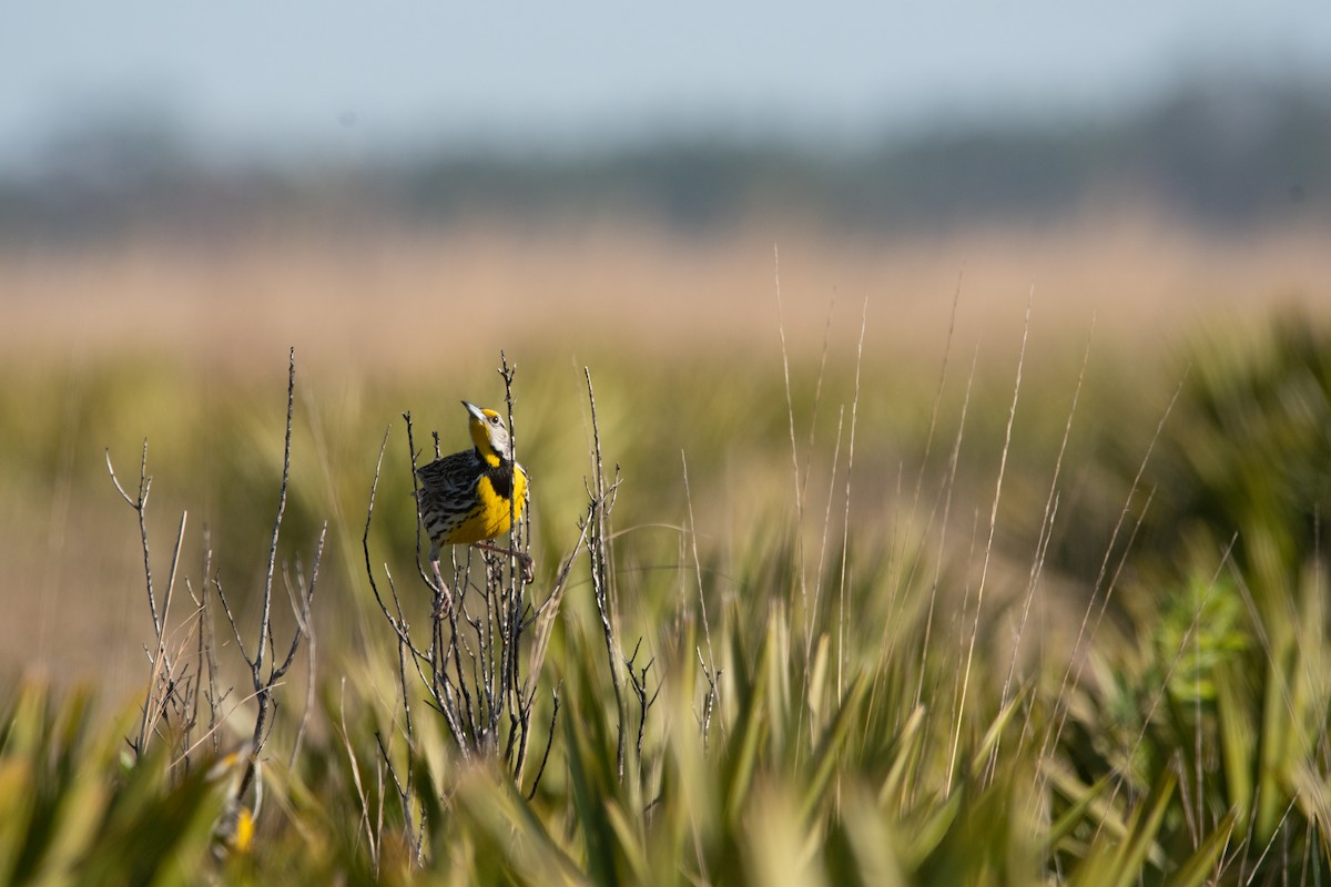 Eastern Meadowlark (Eastern) - ML642856587