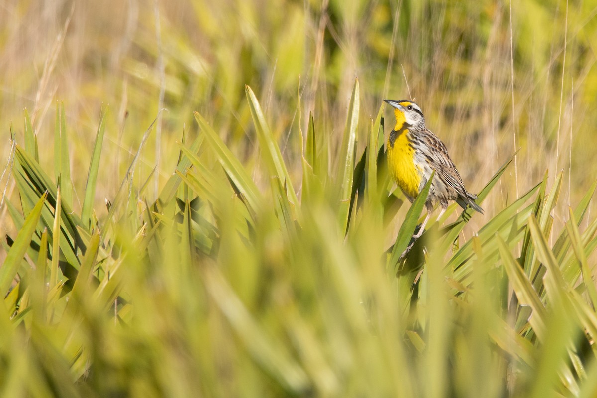 Eastern Meadowlark (Eastern) - ML642856588