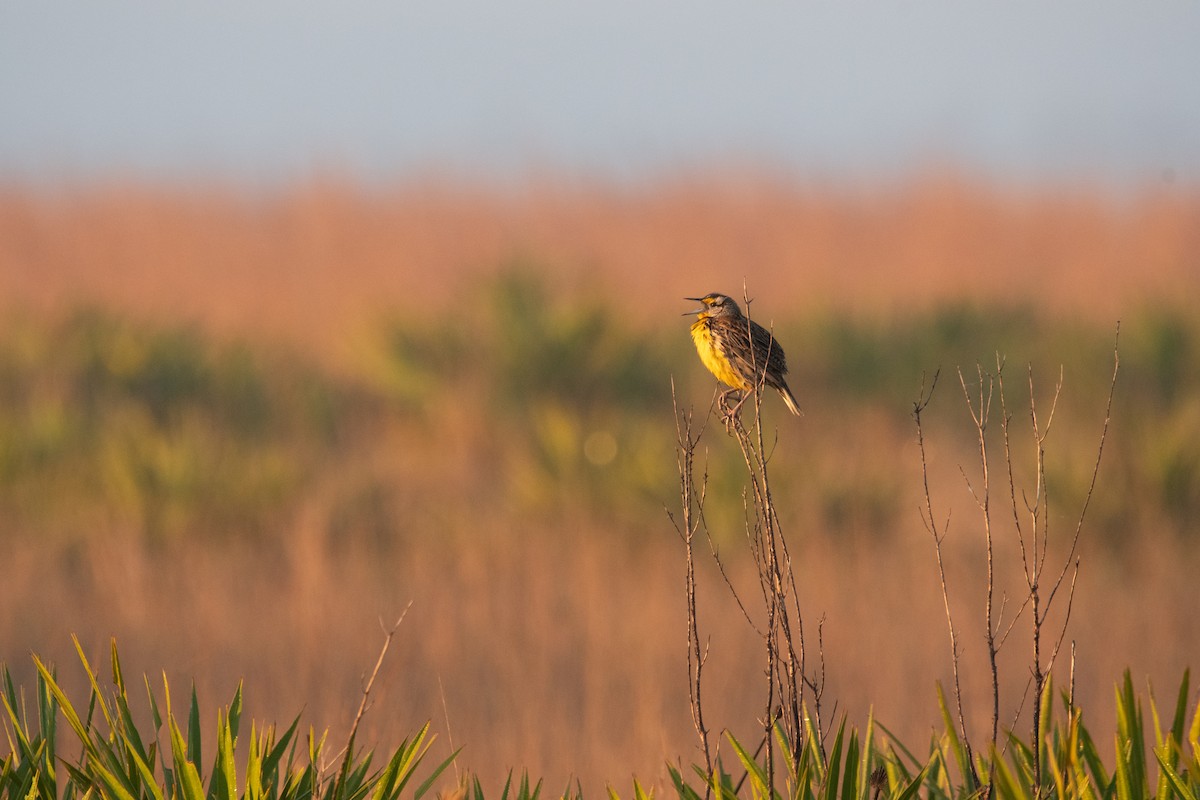 Eastern Meadowlark (Eastern) - ML642856589