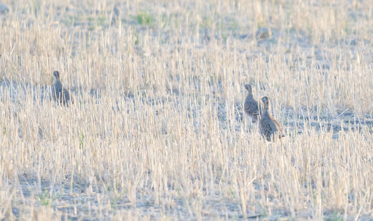 Gray Partridge - ML642856590