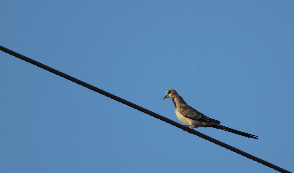 Namaqua Dove - ML642856607