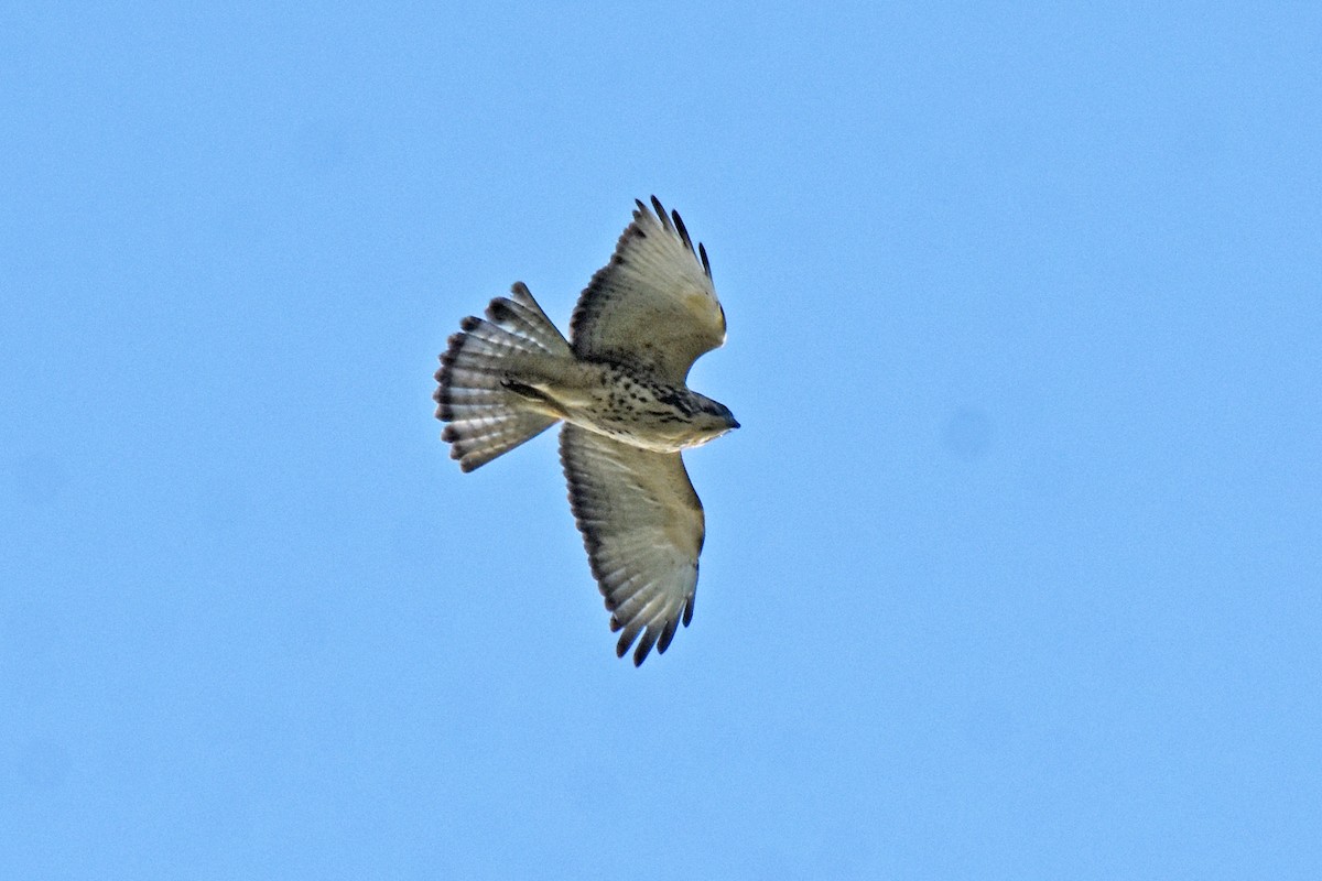 Broad-winged Hawk - ML642856612