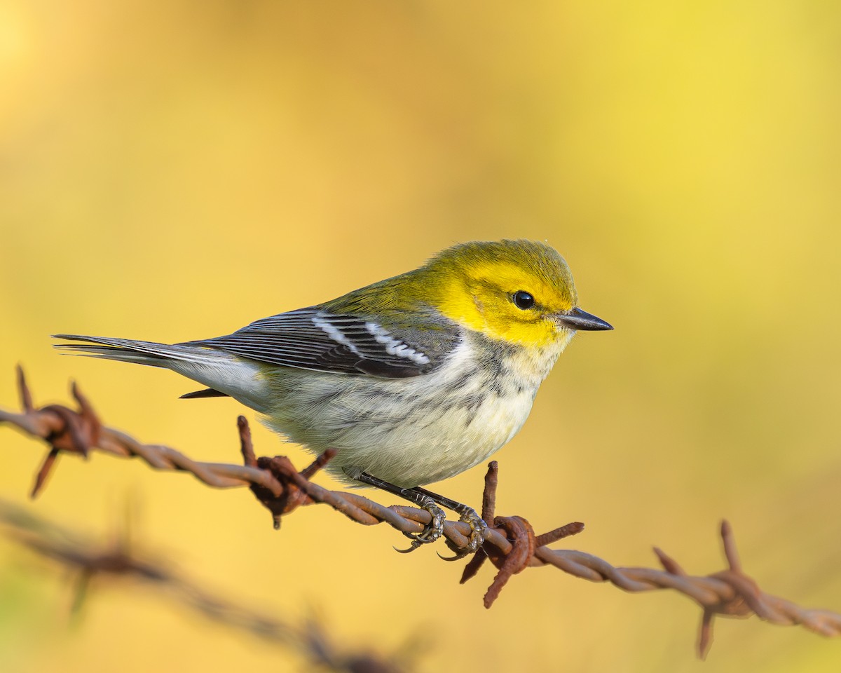 Black-throated Green Warbler - ML642856620