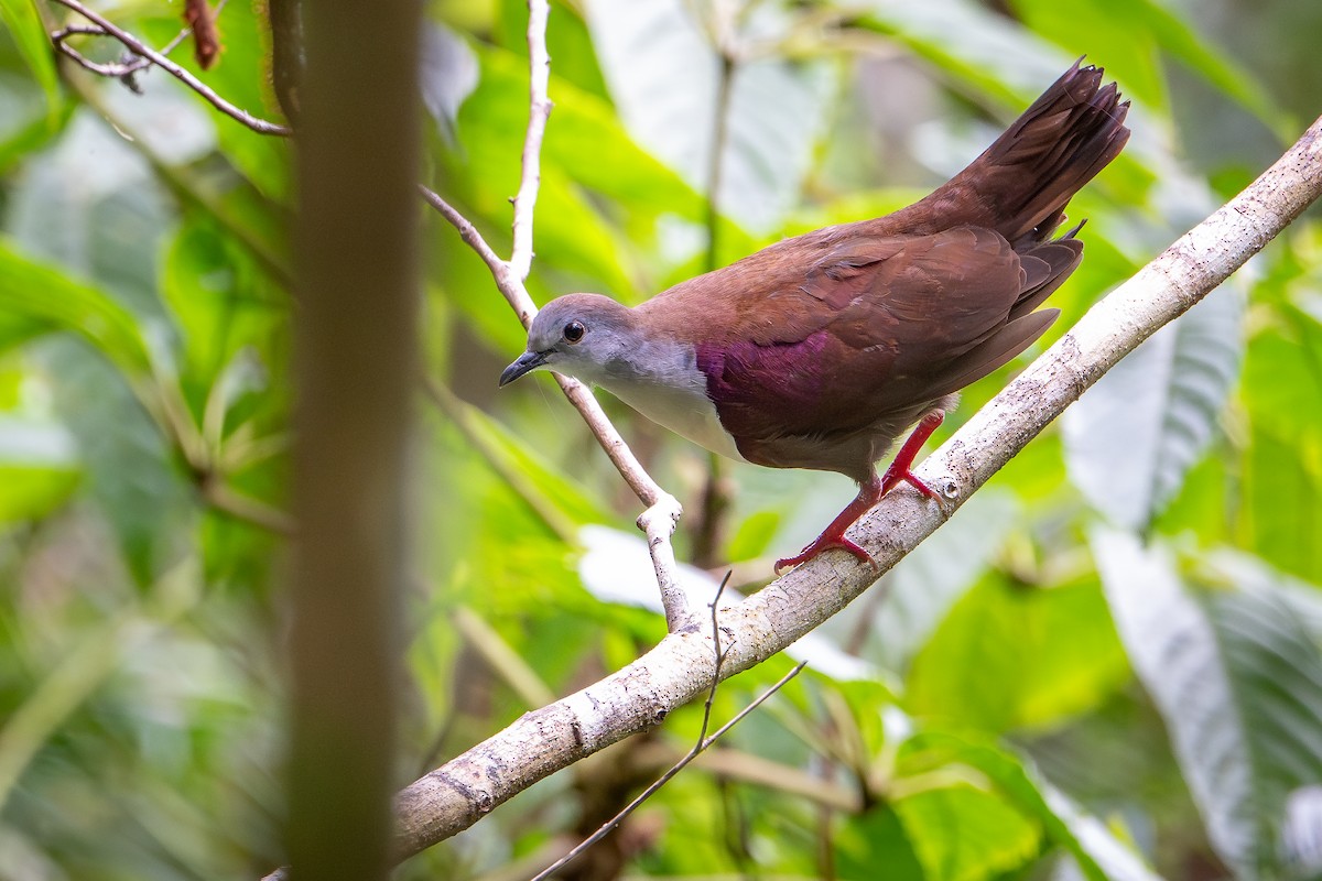 Santa Cruz Ground Dove - ML642856624