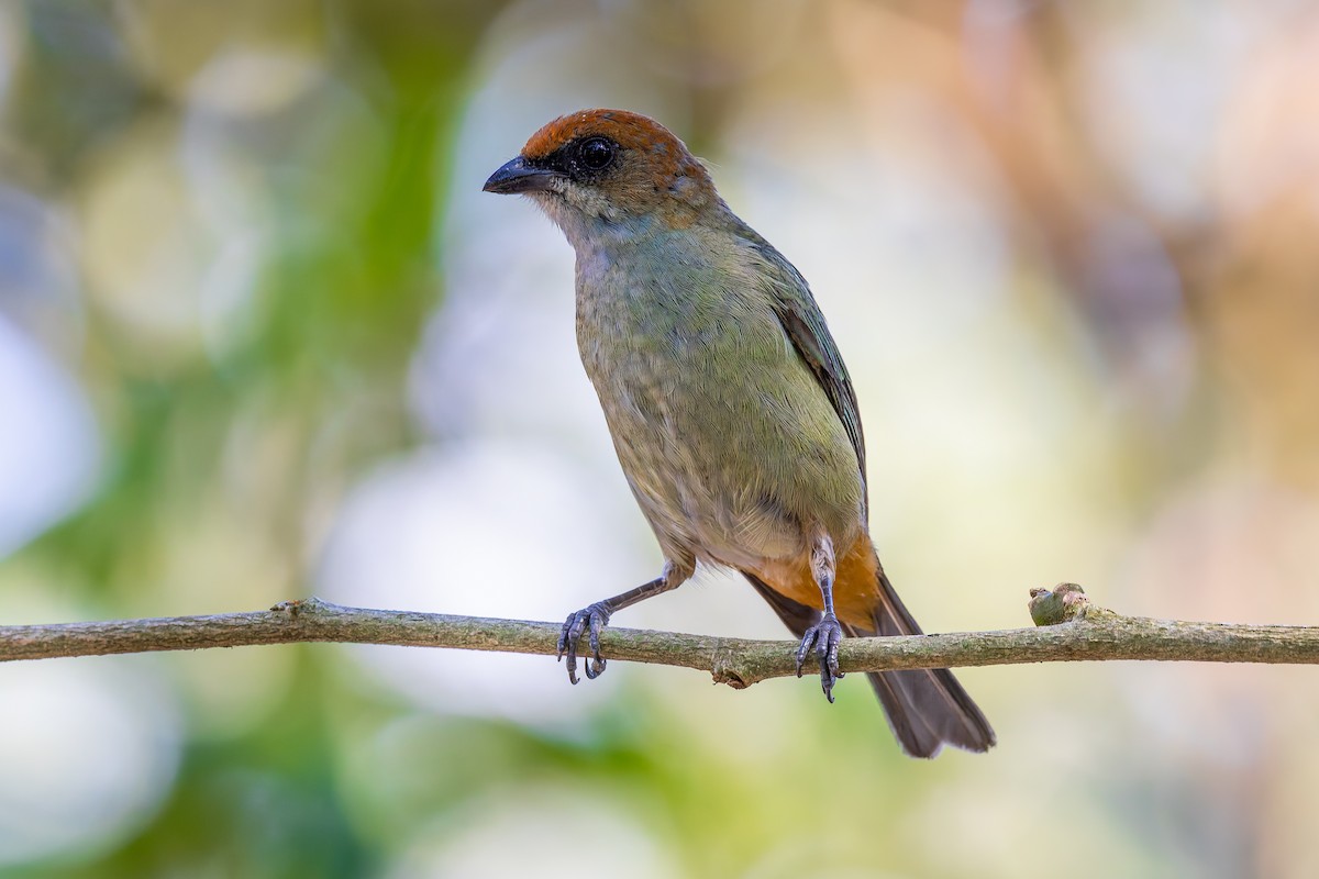 Black-backed Tanager - ML642856636