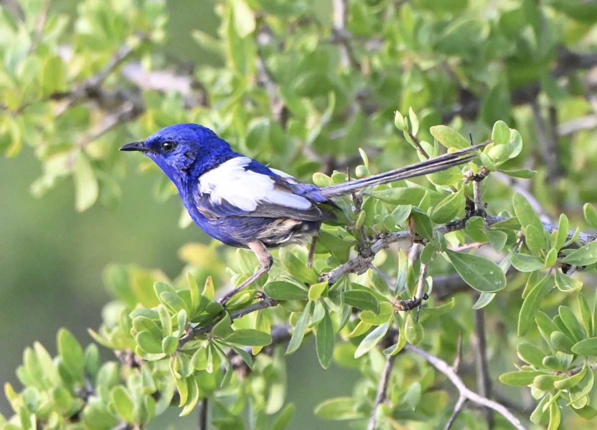 White-winged Fairywren - ML642856637