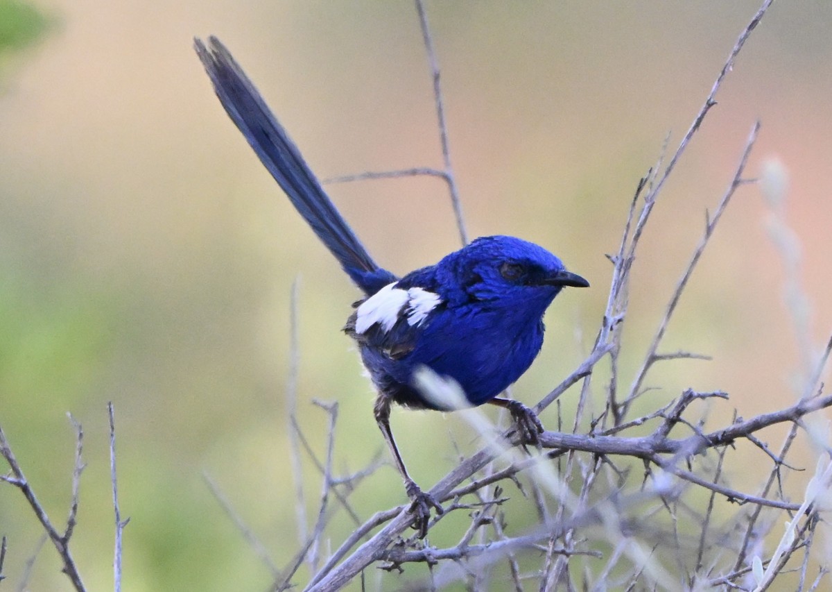White-winged Fairywren - ML642856649