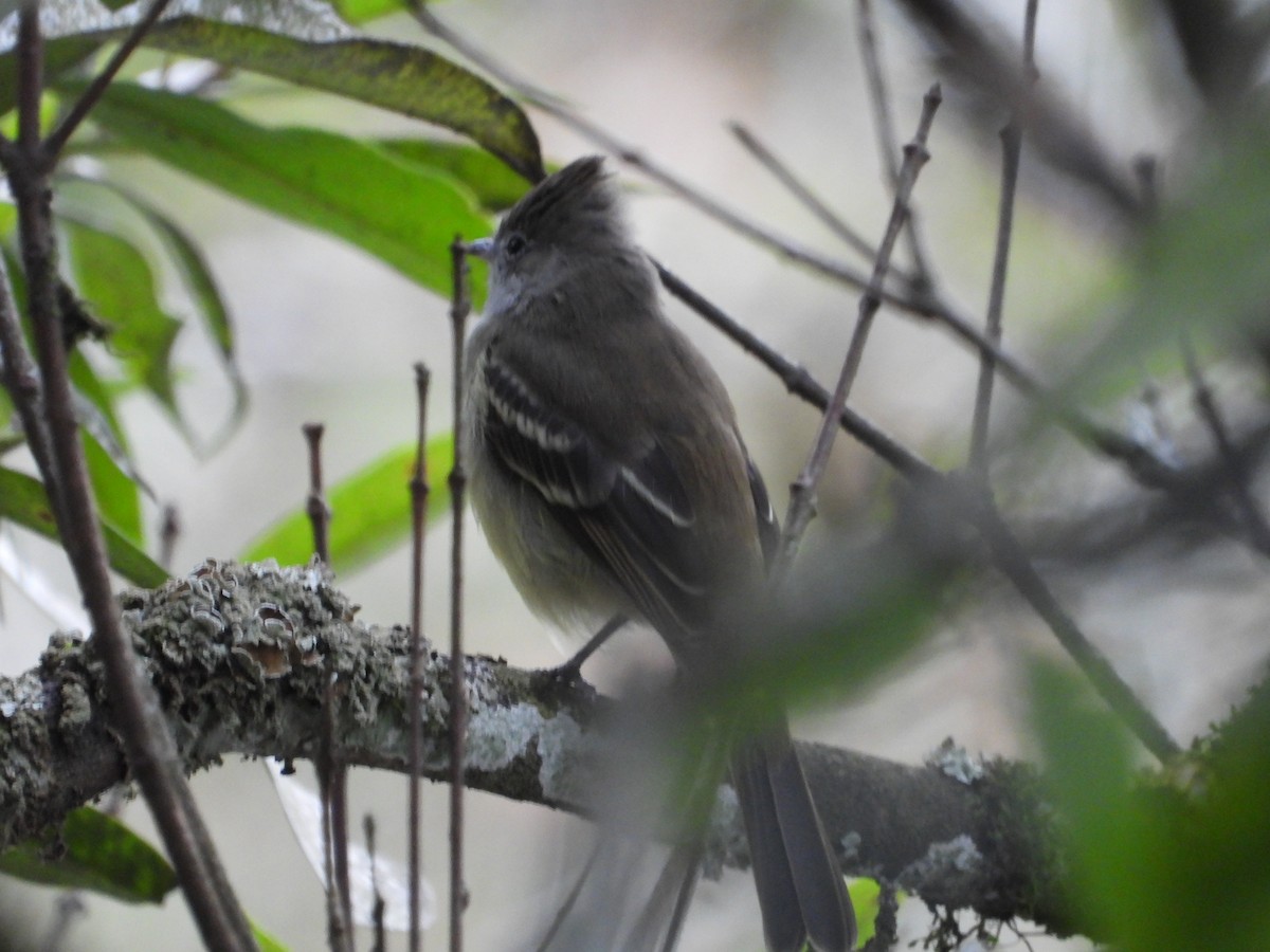Yellow-bellied Elaenia - ML642856667